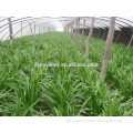 2014 Fast Growing High Disease Resistance Leek Seeds For Growing